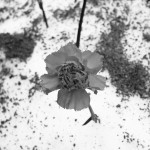IMG_5318 IMG_5318